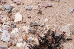 Myrmecocystus mimicus