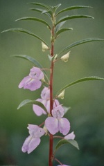 Impatiens rosea