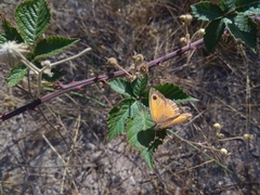 Pyronia tithonus