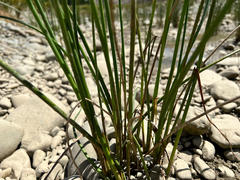 Schoenoplectus tabernaemontani