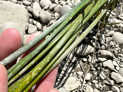 Schoenoplectus tabernaemontani