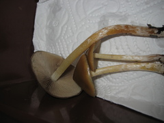 Psilocybe caerulescens