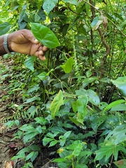 Passiflora megacoriacea