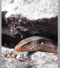 Eutropis