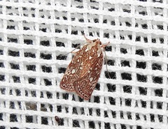 Euchaetis metallota