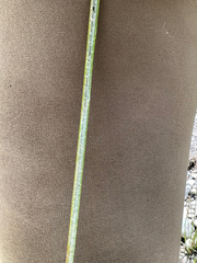 Schoenoplectus tabernaemontani