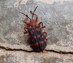 Sceloenopla maculata