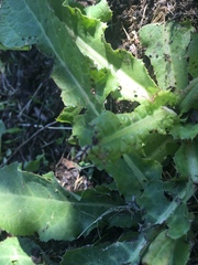 Neolygus vitticollis