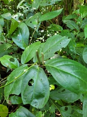 Piper tuberculatum
