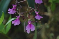 Encyclia cordigera