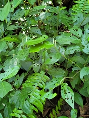 Piper tuberculatum