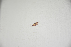 Idaea triangularia