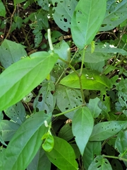 Piper tuberculatum