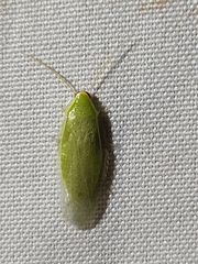 Panchlora