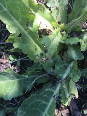 Neolygus vitticollis