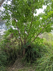 Sterculia quadrifida