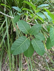 Sterculia quadrifida