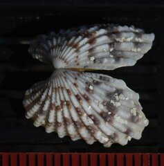 Cardites floridanus