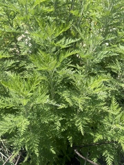 Artemisia afra