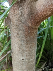 Sterculia quadrifida
