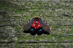 Penthicodes atomaria