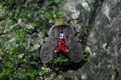 Penthicodes atomaria