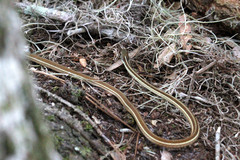 Thamnophis saurita saurita