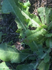 Neolygus vitticollis