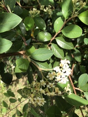 Cotoneaster glaucophyllus