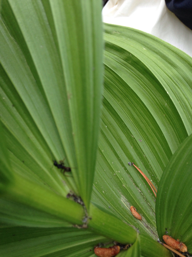 iNaturalist observation photo of Carpenter Ants, Typical Sugar Ants and Allies