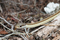 Thamnophis saurita saurita