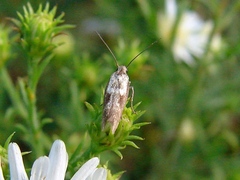 Scythrididae