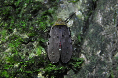 Penthicodes atomaria