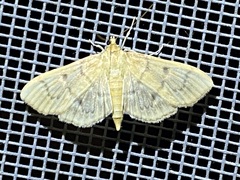 Herpetogramma aeglealis