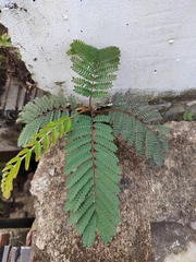 Cenostigma eriostachys