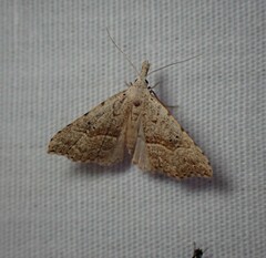 Trigonistis asthenopa