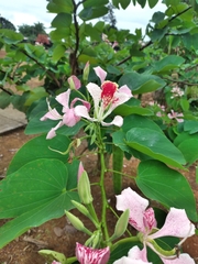 Bauhinia monandra
