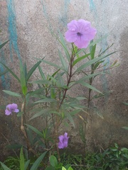 Ruellia simplex