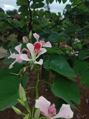 Bauhinia monandra