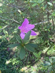 Rhododendron kanehirai