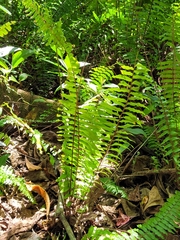 Nephrolepis biserrata