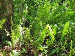 Nephrolepis biserrata