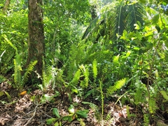 Nephrolepis biserrata