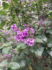 Prostanthera melissifolia