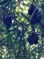 Cynopterus brachyotis