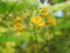 Caesalpinia