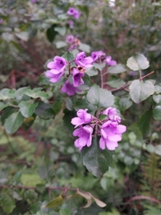 Prostanthera melissifolia