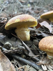 Suillus caerulescens