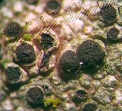 Amandinea dakotensis