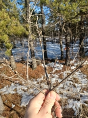 Caragana arborescens